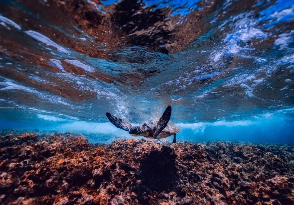 Sea Creature