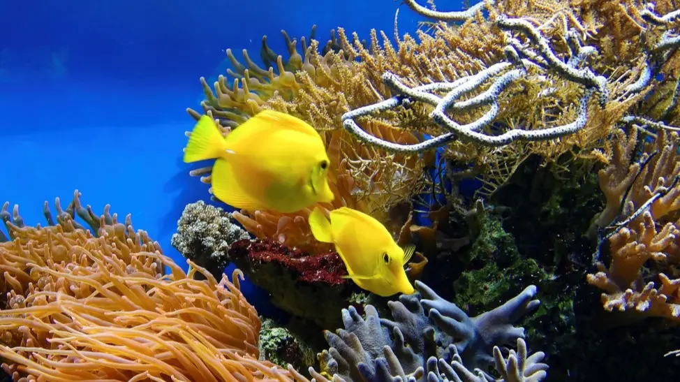 Corals
