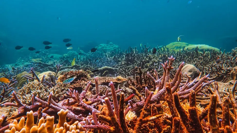 Corals